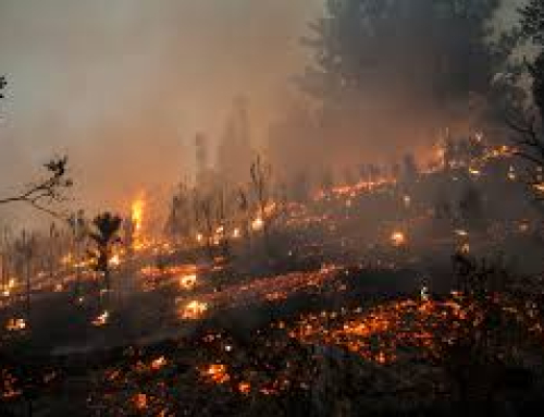 Cámara de Comercio de Osorno llama a apoyar a damnificados por incendios en Biobío y Ñuble